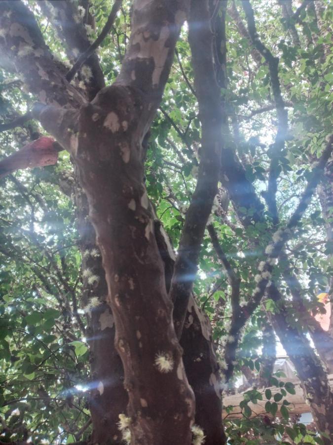 Hospedagem jabuticaba Belo Horizonte Bagian luar foto